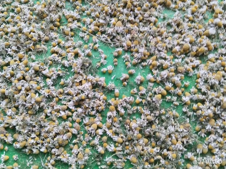 Сухая ромашка,также перегородки грецкого ореха