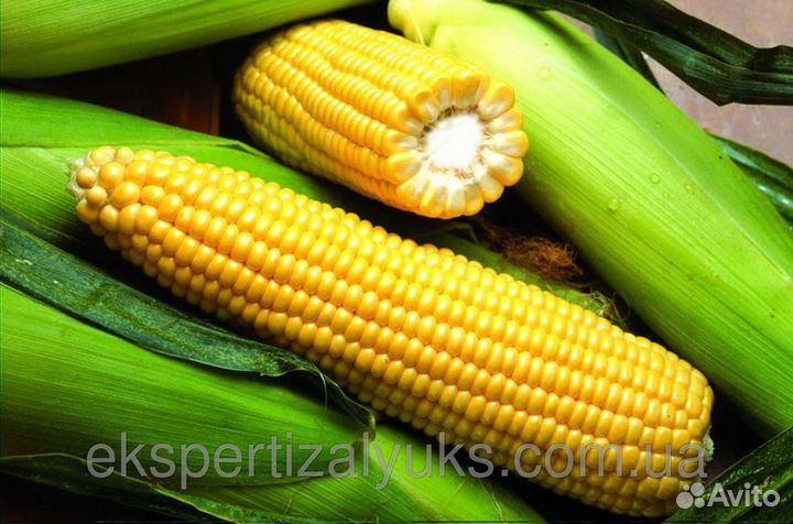Гибриды семена кукурузы Лимагрейн (Limagrain)