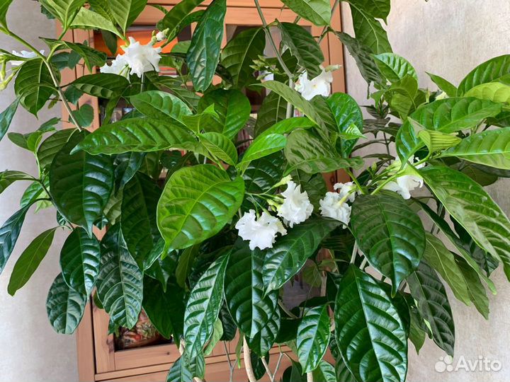 Табернемонтана махровая