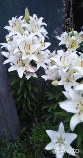 Луковицы восточной и азиатской лилий