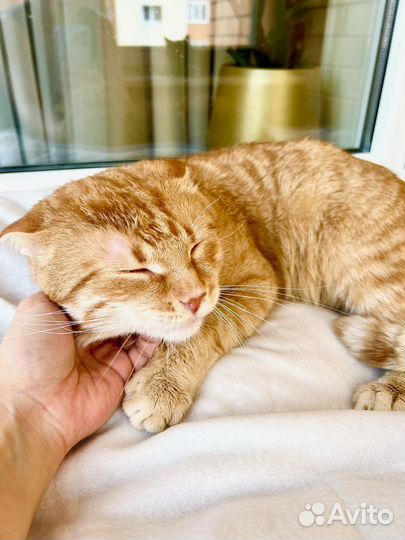 Уникальный кот-тяжеловес рыжий Гарфилд в дар