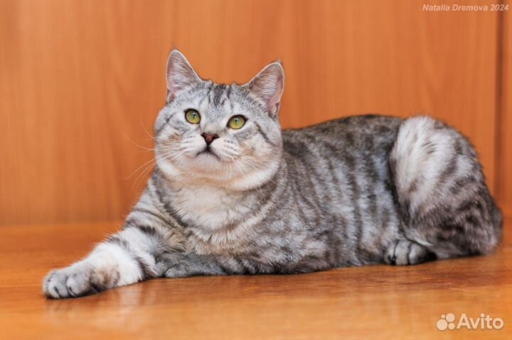 Кот в дар