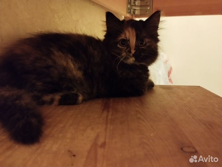 Красивые котята в добрые руки