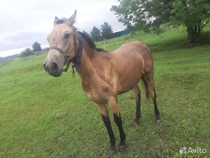 Лошадь Башкирская