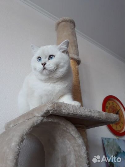 Серебристая шиншилла Ns 11 33 с родословной