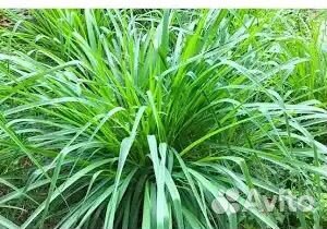 Офеопогон Японский