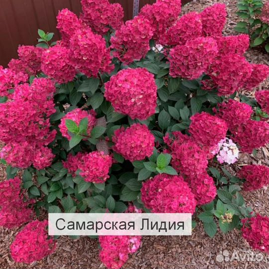 Гортензия метельчатая