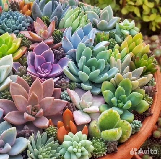 Суккуленты - листики, листовые детки, срезы