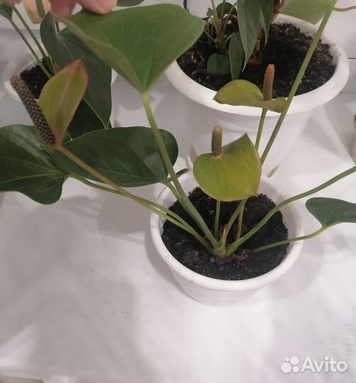 Антуриум разные сорта