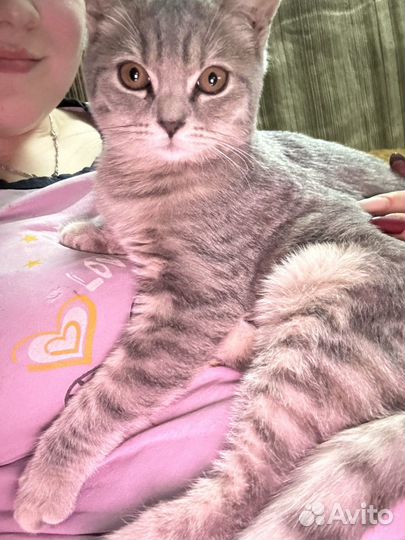 Котята