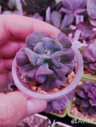 Суккуленты