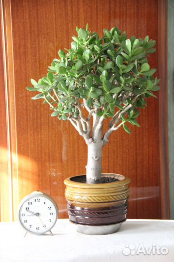 Денежное дерево. толстянка. крассула