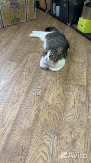 Кот в добрые руки