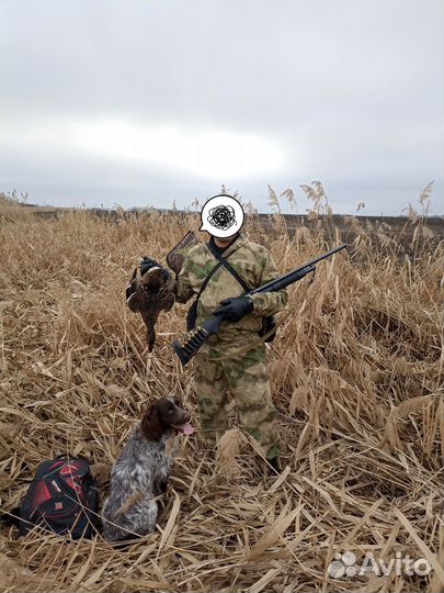 Русский охотничий спаниель вязка