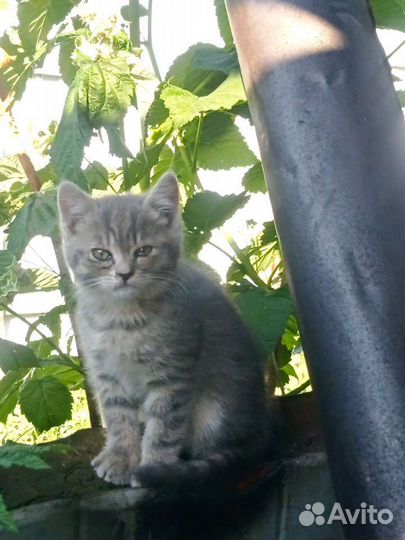 Котенок девочка