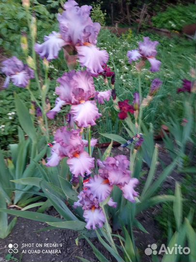 Многолетние цветы для дачи