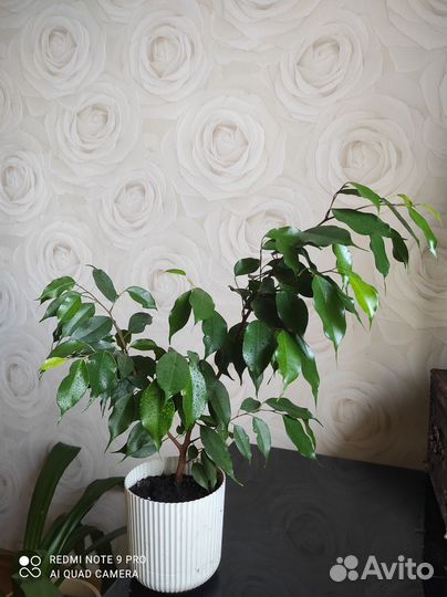 Фикус бенджамина