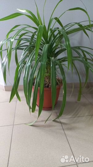 Комнатные растения цветы