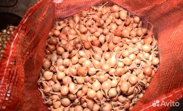 Лук Севок Оптом первая, вторая фракц Штутгартер