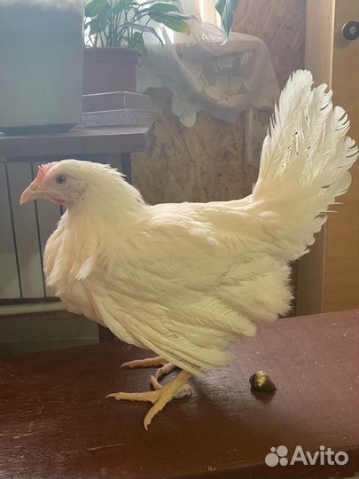 Куры Несушки