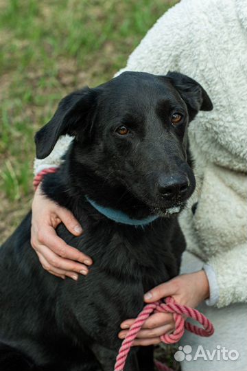 Красавец-пёс из приюта ищет дом