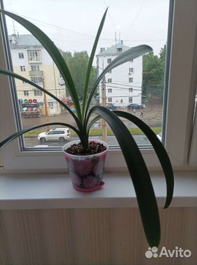 Комнатные цветы кливия