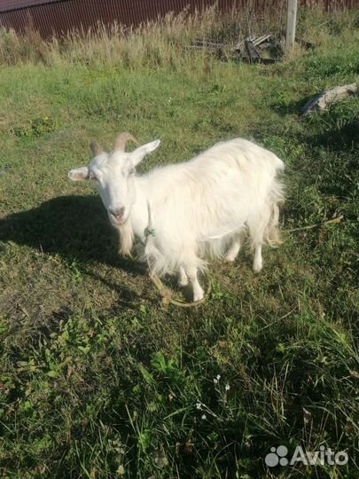 Козел альпийской, две козы