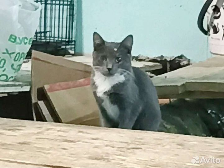 Котёнок голубого окраса