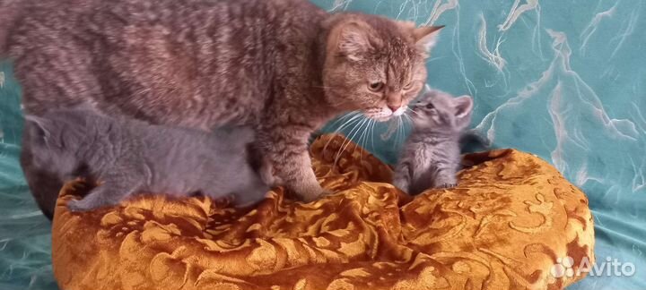 Британские котята