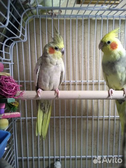 Попугай корелла пара