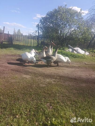 Гусята, семья гусей