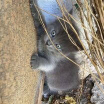 Котики бесплатно в добрые руки