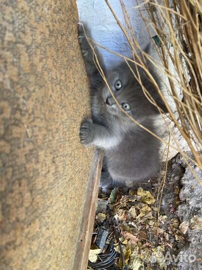 Котики бесплатно в добрые руки