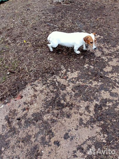 Девочка суперская