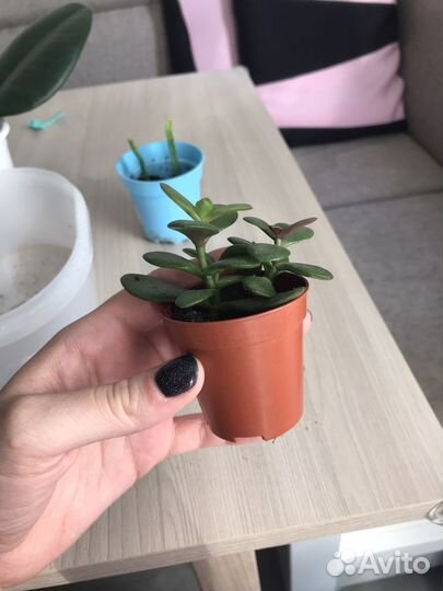 Толстянка денежное дерево