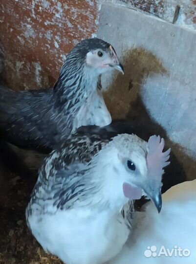 Брама, кохинхин, лакиданзци