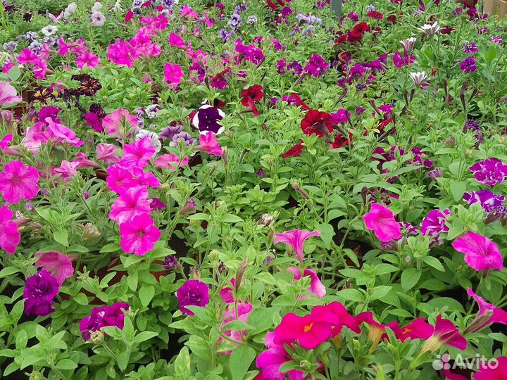 Многолетние цветы