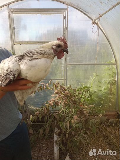 Молодые петухи