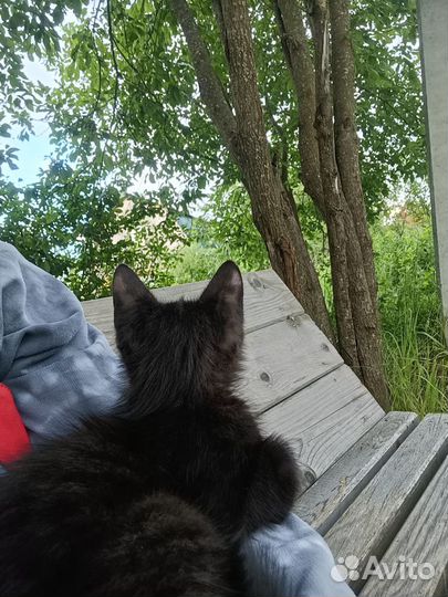 Отдадим котенка