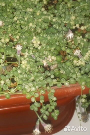 Суккулент редкий Крестовник Роули