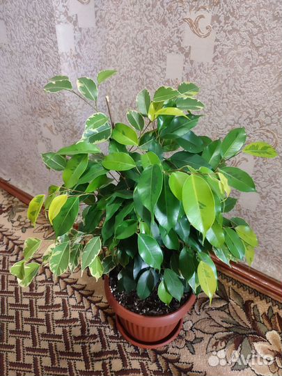 Фикусы Бенджамина