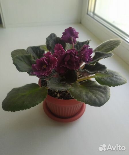 Фиалки сортовые цветущие