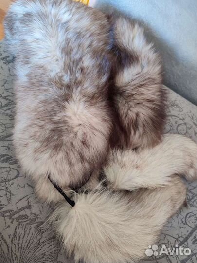 Енот и песец