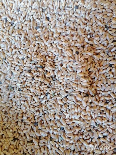 Зерновые отходы