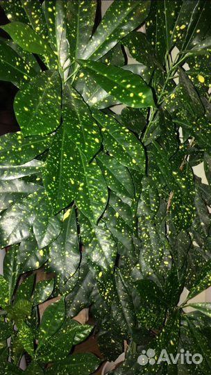 Кротон аукуболистный. Сциндапсус золотистый