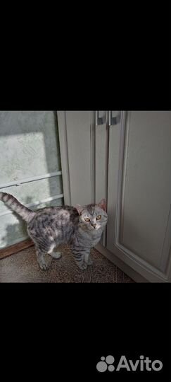 Шотландский кот