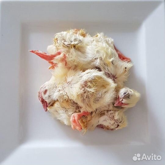Цыплята суточные для животных