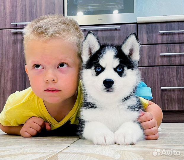 Хаски Щеночки от Красивеееенных Родителей