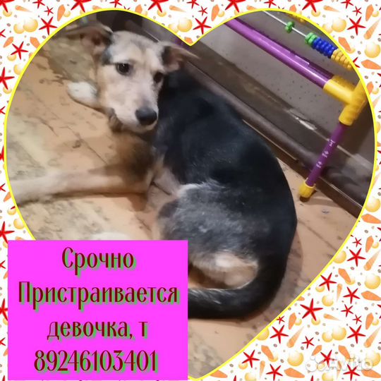 Отдам девочку, 7 месяцев, стерелизованая
