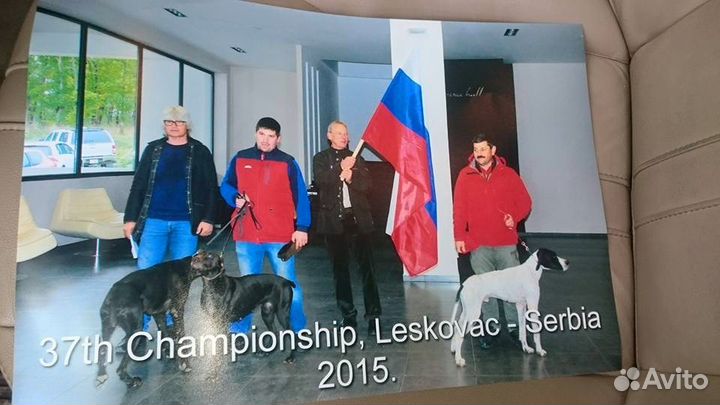 Натаска и дрессировка легавых